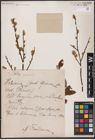 Foto von Salix aurita L.